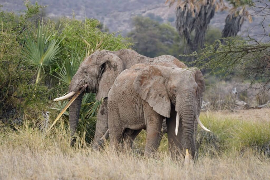 Safari Kenya: Elephants at Amboseli National Park