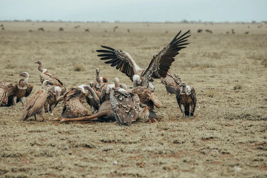 Vultures devouring an animal on a field