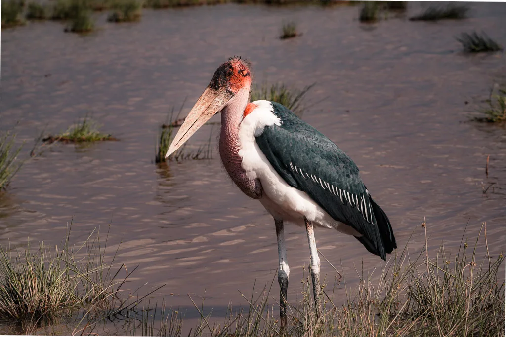 The Ugly 5 Safari: Marabou Stork standing on water
