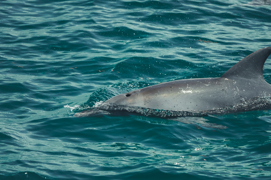 A bottlenose dolphin swimming through the clear blue waters of the Watamu Marine National Park.