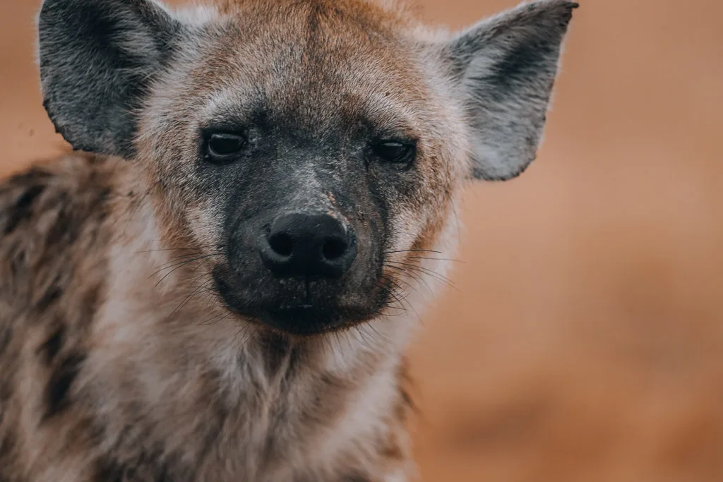 Hyena at Maasai Mara National Park