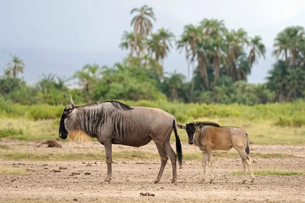 Wilderbeest in Serengeti