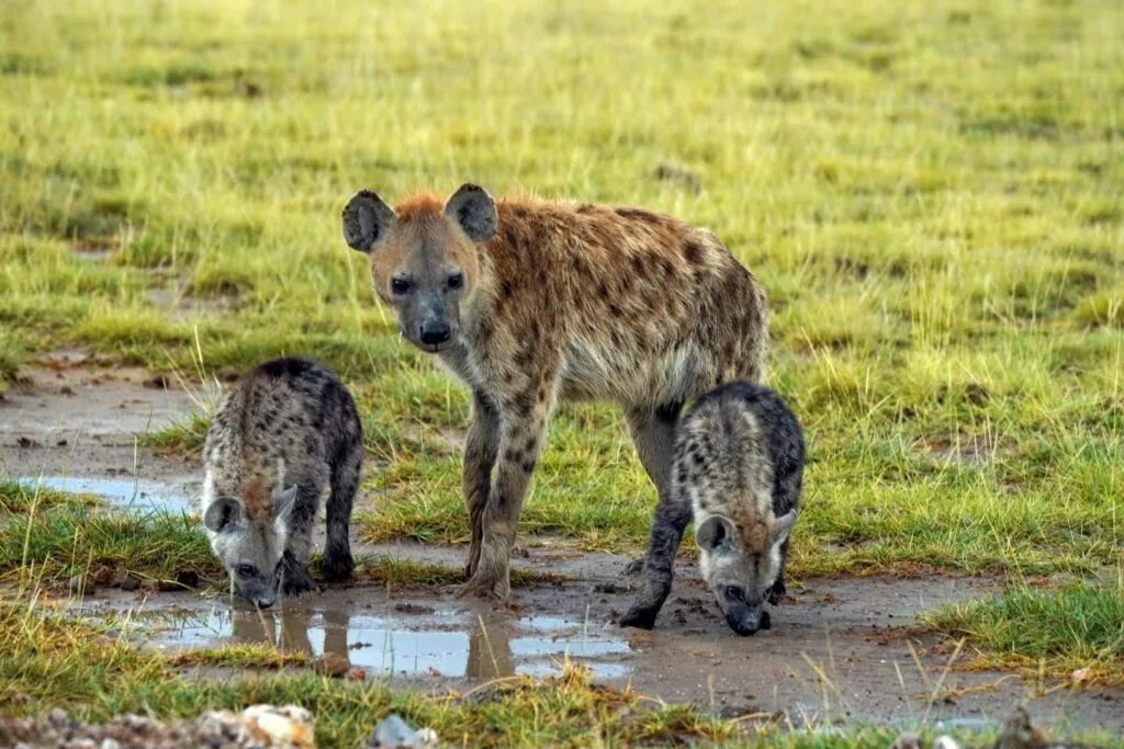 Hyena with her cubs at Serengeti drinking water from a porthole