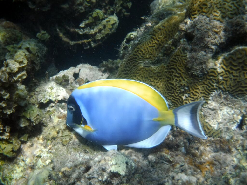 A vibrant blue and yellow tropical fish swimming near a colorful coral reef in the Watamu marine reserve.