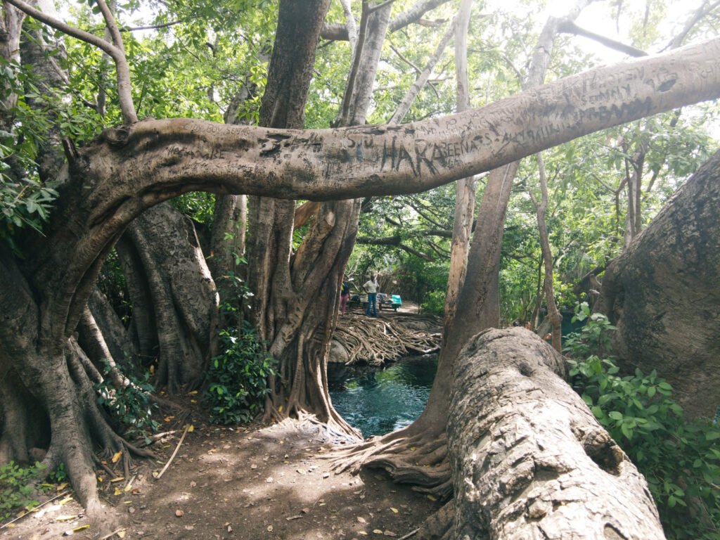 Baobab tree and lush green jungle surrounding Chemka Hot Springs geothermal pool