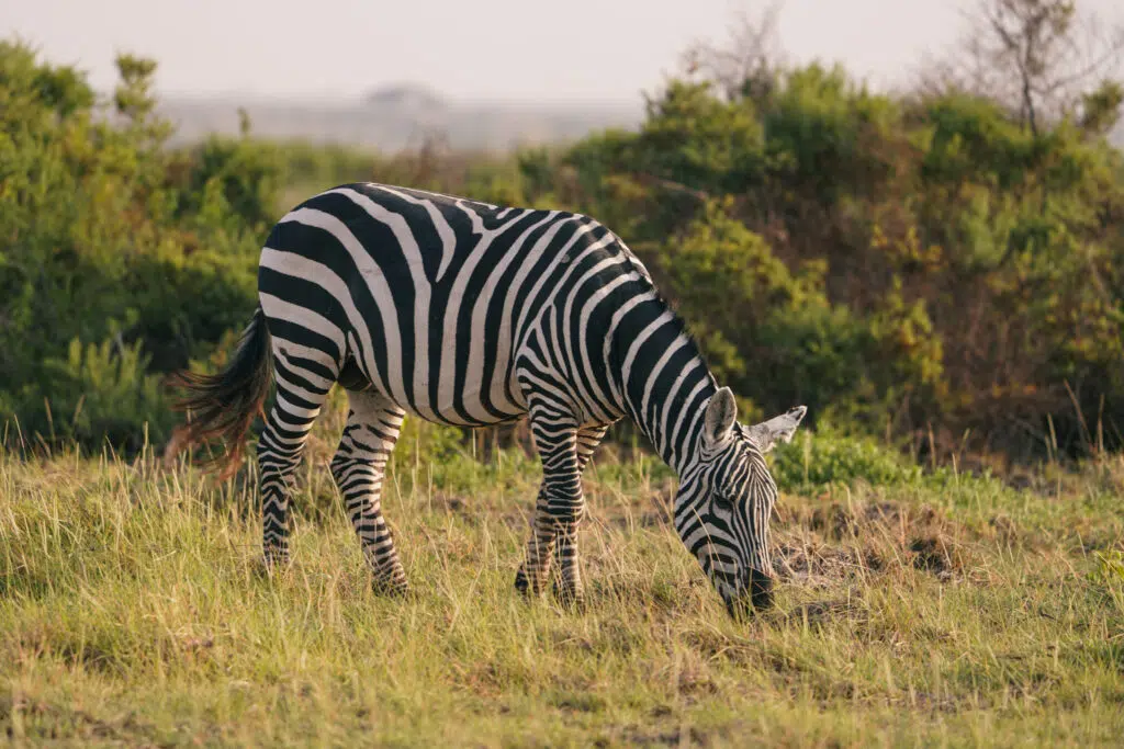 A single zebra grazing in a grassy field at Amboseli National Park.