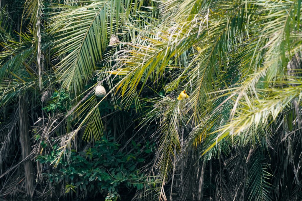 Birds nests and a yellow weaver bird spotted near Chemka Hot Springs Tanzania in the surrounding trees and banks