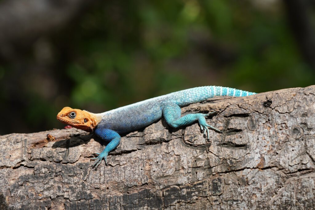 Monitor lizard basking in the sun near Chemka Hot Springs, Tanzania